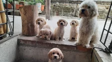 Efemérides: hoy es el día de bendecir y proteger a los animales