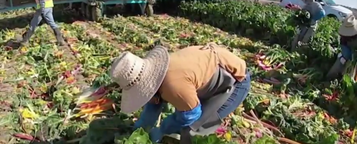 VIDEO | Trabajadores agrícolas migrantes luchan por no contagiarse de Covid-19