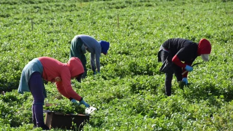 Vacunar a trabajadores agrícolas migrantes, una prioridad difícil de cumplir