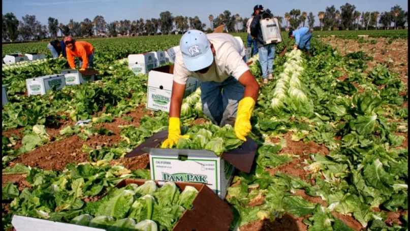 Trabajadores agrícolas y sus familias podrían regularizarse en Estados Unidos