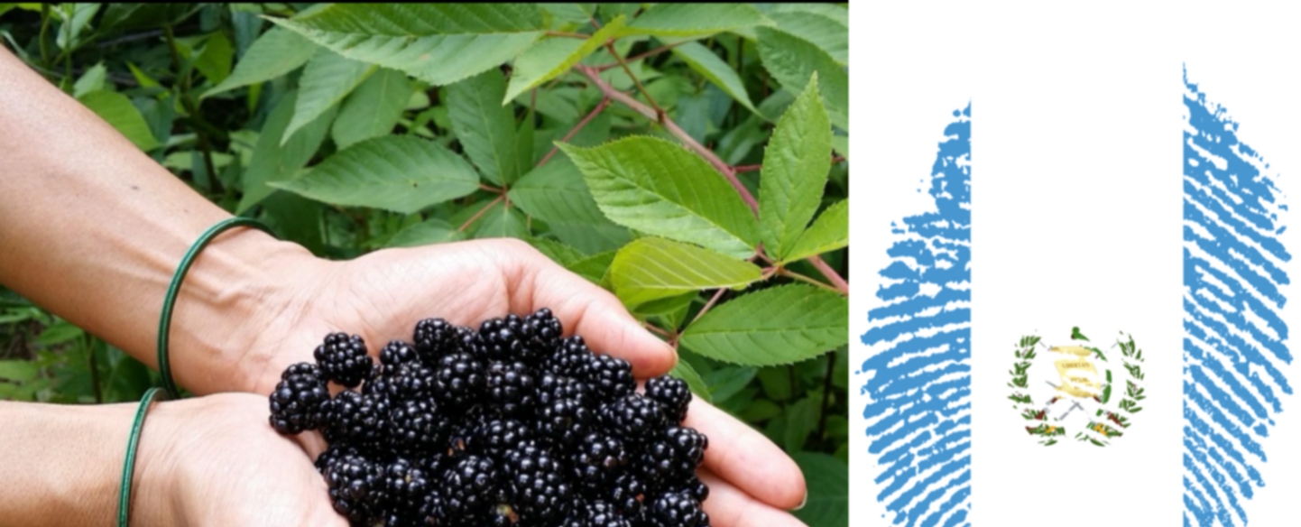 ¡Bravo! Guatemala es el segundo exportador de moras frescas a EE.UU