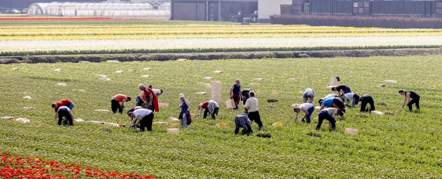 Proponen agilizar procesos migratorios para aliviar la escasez de trabajadores Proponen agilizar procesos migratorios para aliviar la escasez de trabajadores