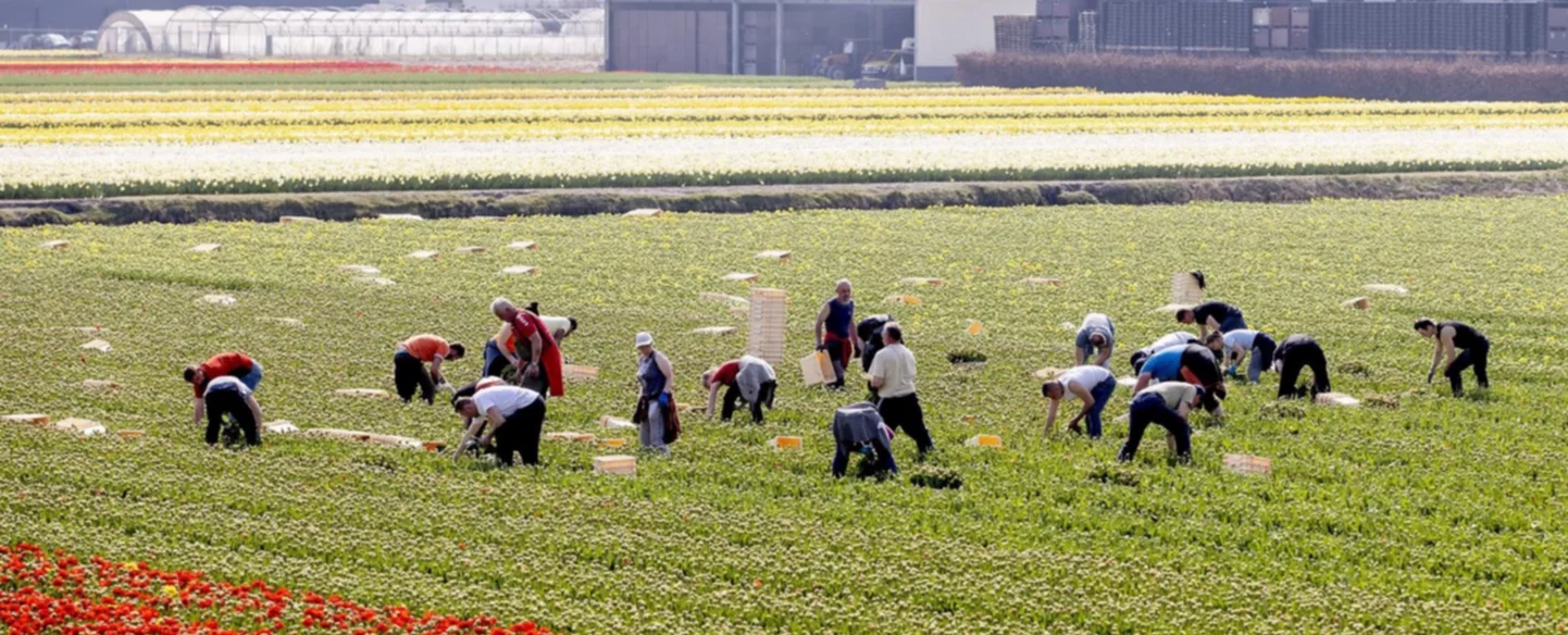 Proponen agilizar procesos migratorios para aliviar la escasez de trabajadores Proponen agilizar procesos migratorios para aliviar la escasez de trabajadores