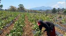 Desde San Juan Sacatepéquez, la historia de éxito en el cultivo de flores de María Alicia y Griselda