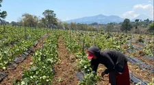 Desde San Juan Sacatepéquez, la historia de éxito en el cultivo de flores de María Alicia y Griselda