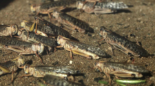 La sequía extrema alienta una plaga de langostas que amenaza los campos de Oregon