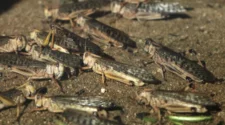 La sequía extrema alienta una plaga de langostas que amenaza los campos de Oregon