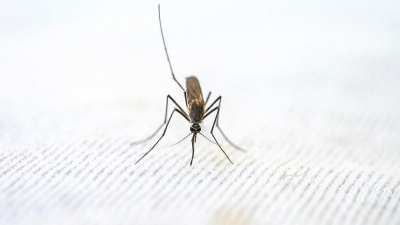 Alerta en EEUU por varios casos de malaria de transmisión local