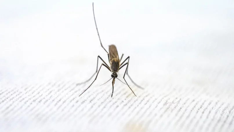 Alerta en EEUU por varios casos de malaria de transmisión local