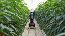 ¿Sabes cuál es la visa que EEUU otorga a trabajadores agrícolas?