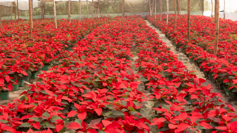 San Miguel Dueñas, el rinconcito que surte pascuas a emprendedores chapines 